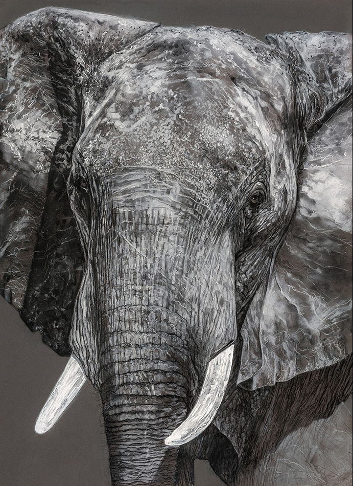 elephant17