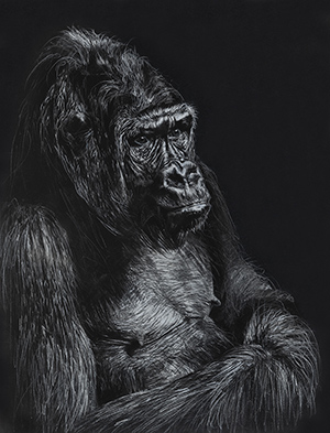 gorilla